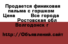 Продается финиковая пальма с горшком › Цена ­ 600 - Все города  »    . Ростовская обл.,Волгодонск г.